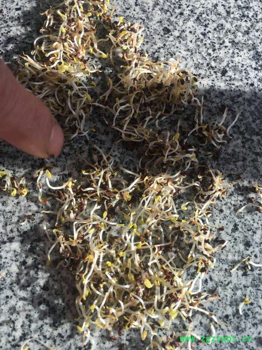 【聚鑫源】 桔梗 桔梗种子 桔梗籽 白药,利如,梗草,卢如,房图,荠苨,苦梗,苦桔梗,大药 内蒙药材种子 中药材图3