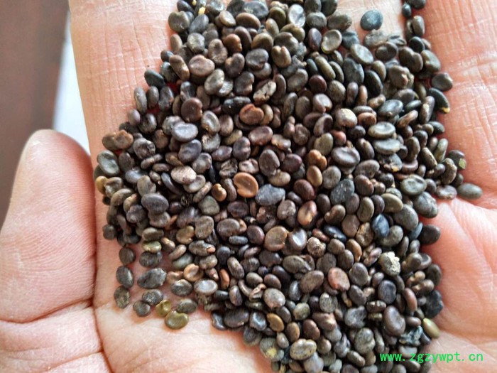 【聚鑫源】 黄芪种籽 黄芪种子 黄芪籽 棉芪 黄芪药材种子    内蒙药材种子 中药材种子全国供应图3