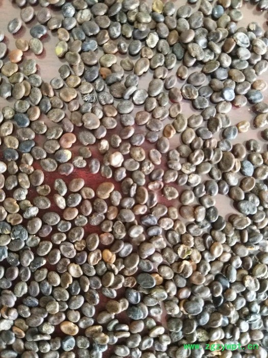 【聚鑫源】 黄芪种籽 黄芪种子 黄芪籽 棉芪 黄芪药材种子    内蒙药材种子 中药材种子全国供应