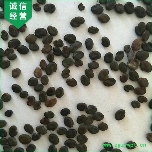 【聚鑫源】 黄芪种籽 黄芪种子 黄芪籽 棉芪 黄芪药材种子    内蒙药材种子 中药材种子全国供应图7