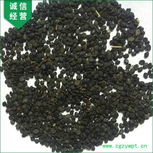 【聚鑫源】 黄芪种籽 黄芪种子 黄芪籽 棉芪 黄芪药材种子    内蒙药材种子 中药材种子全国供应图8