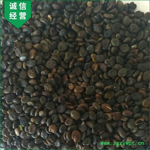 【聚鑫源】 黄芪种籽 黄芪种子 黄芪籽 棉芪 黄芪药材种子    内蒙药材种子 中药材种子全国供应图6