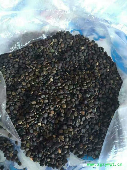 【聚鑫源】 黄芪种籽 黄芪籽 棉芪 黄芪药材种子 内蒙药材种子 中药材种子 ** 全国供应