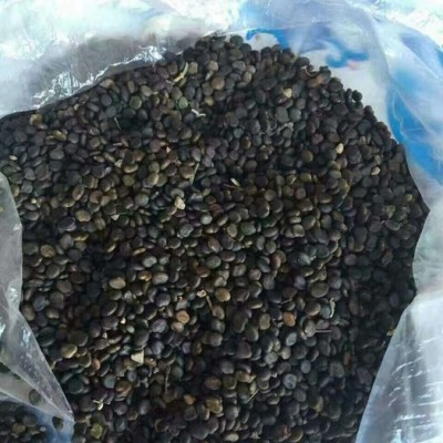 【聚鑫源】 黄芪种籽 黄芪籽 棉芪 黄芪药材种子 内蒙药材种子 中药材种子 ** 全国供应