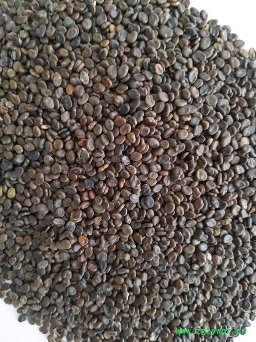 【聚鑫源】 黄芪种籽 黄芪籽 棉芪 黄芪药材种子 内蒙药材种子 中药材种子 ** 全国供应图5