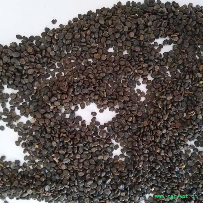 【聚鑫源】 黄芪种籽 黄芪籽 棉芪 黄芪药材种子 内蒙药材种子 中药材种子 ** 全国供应图3