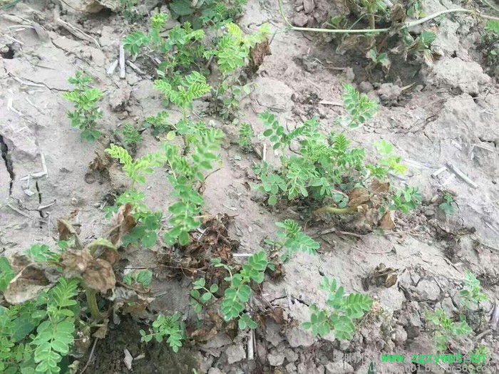 【聚鑫源】药田宝药材除草剂 药田宝 中药材除草剂 药田宝桔梗除草剂 黄芪除草剂 桔梗专用除草剂 药材除草剂 中药材除草剂图5