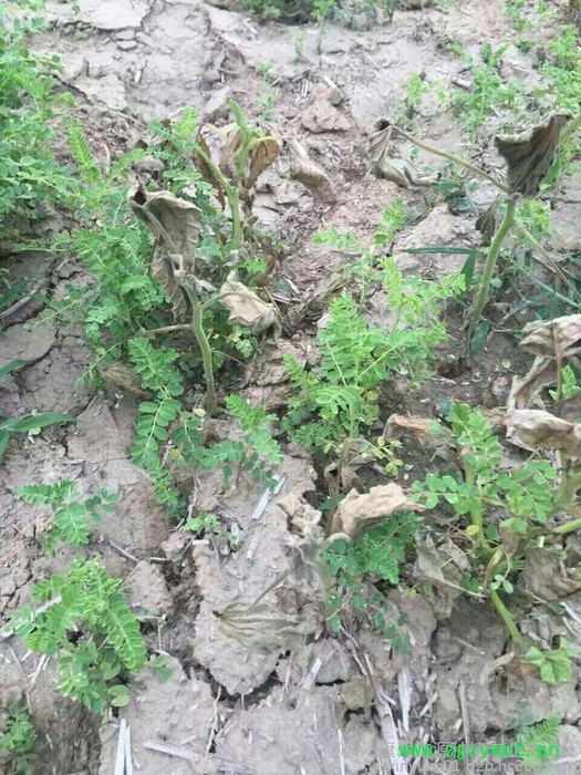 【聚鑫源】药田宝药材除草剂 药田宝 中药材除草剂 药田宝桔梗除草剂 黄芪除草剂 桔梗专用除草剂 药材除草剂 中药材除草剂图4