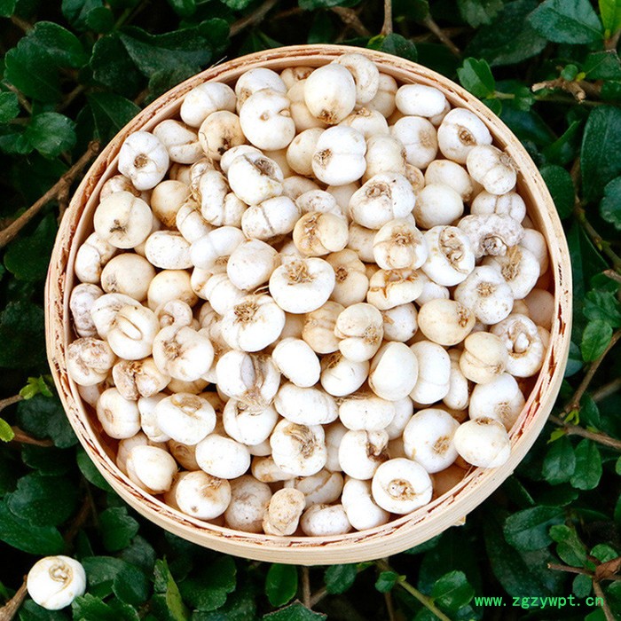 中药材平贝母批发川贝母新鲜中药材贝母图2