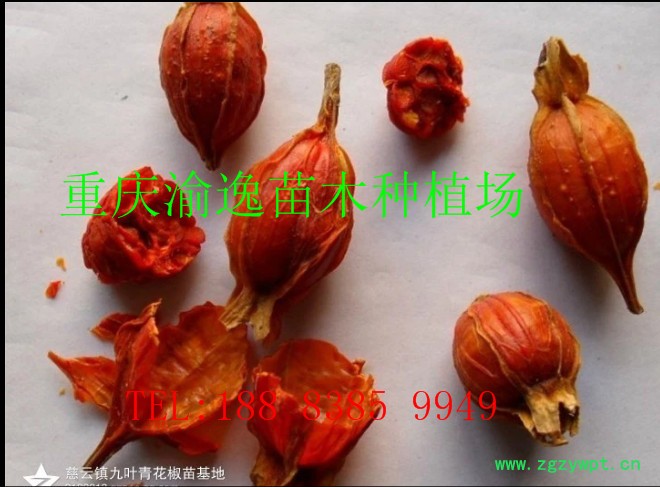 重庆渝逸批发各规格黄栀子苗，药材苗，中药材苗。