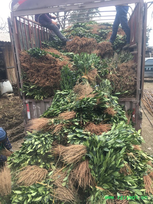 重庆渝逸批发各规格黄栀子苗，药材苗，中药材苗。图2