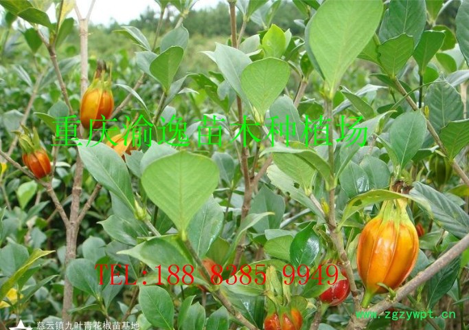 重庆渝逸批发各规格黄栀子苗，药材苗，中药材苗。图3