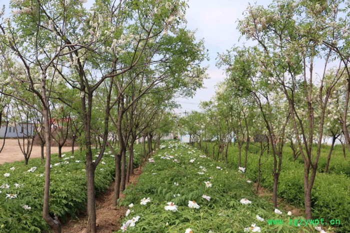 免费供应中药材种子种苗，免费种植，合伙人年利百万图8