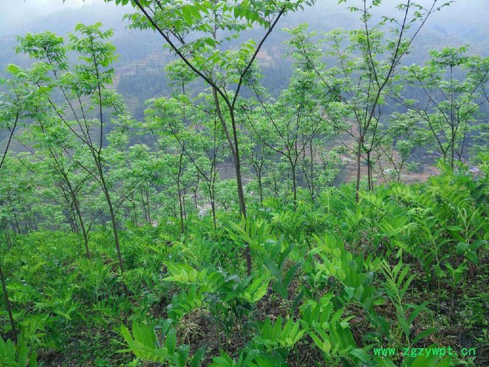 去皮黄柏  质量保证**， 产地厂家供应，价格合适，黄伯皮含量高 去皮黄柏皮 ， 刮皮黄柏皮 价格低 中药材图3