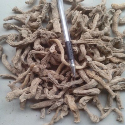 湖南玉竹产地 玉竹厂家批发 玉竹下脚料 低价格 次等玉竹 投料用玉竹 中药材