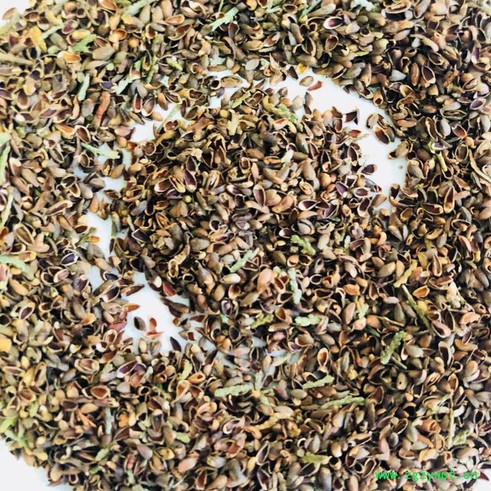 饲料原材料 中药材 柏子仁壳 柏仁 枕头 柏子壳茶 柏实 批发 500g 促销