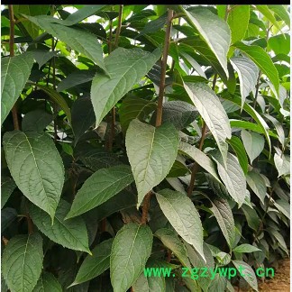 创业中药材 杜仲苗图2