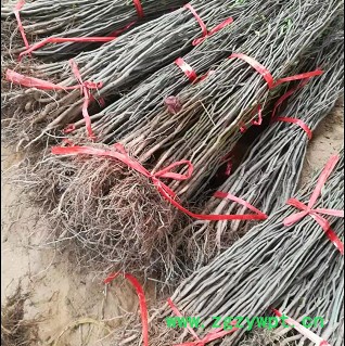 创业中药材 杜仲苗图4