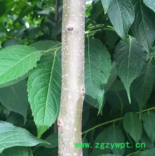 创业中药材 杜仲苗图3