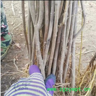 创业中药材 杜仲苗图5