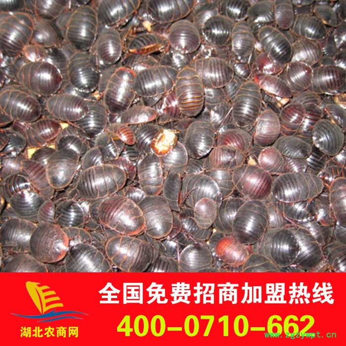 批发中药材 中药饮片 土元 中药材土元 土鳖虫图2