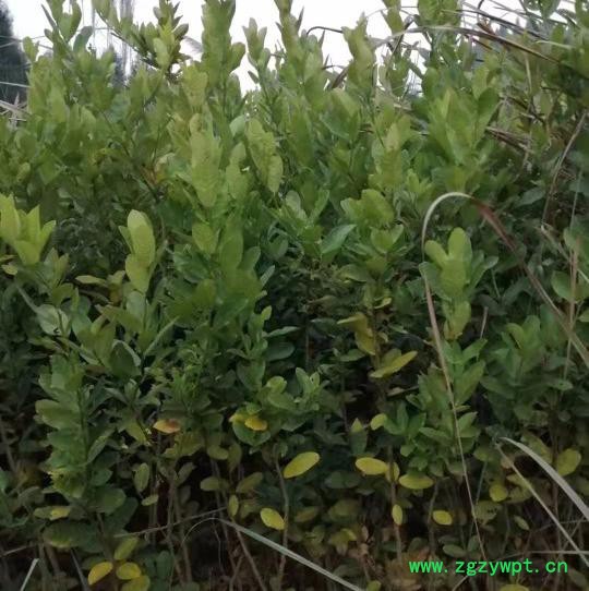 创业中药材 佛手苗图3