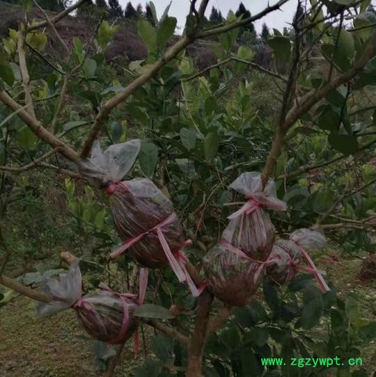 创业中药材 佛手苗图2