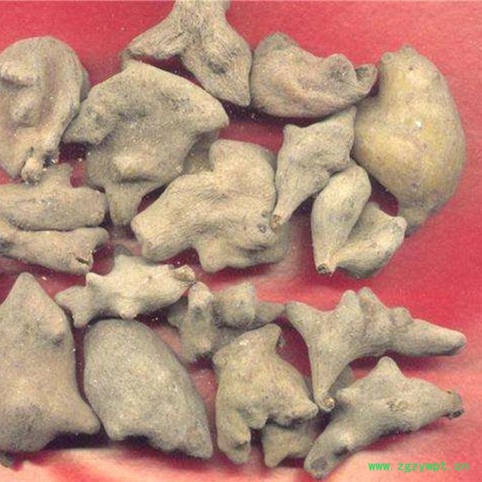 创业中药材 五倍子图7