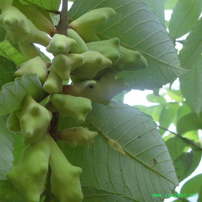 创业中药材 五倍子图5