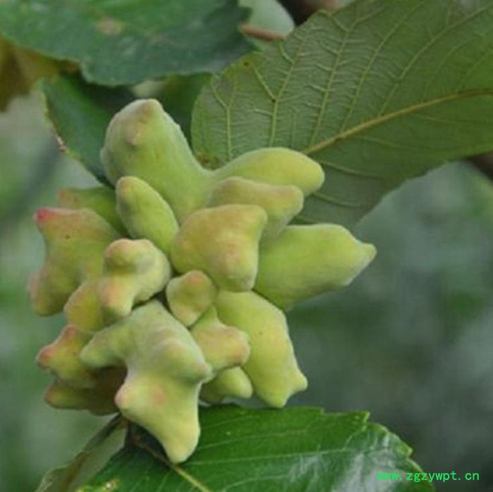 创业中药材 五倍子图4