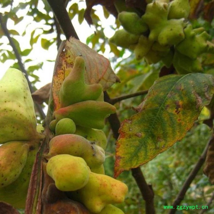 创业中药材 五倍子图2