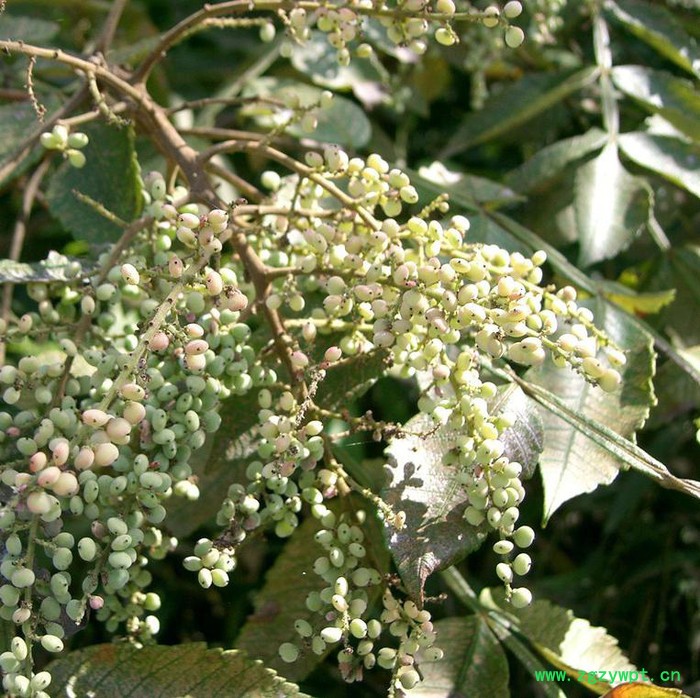 创业中药材 五倍子图8