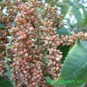 创业中药材 五倍子图6