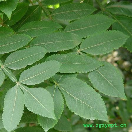 创业中药材 五倍子图3