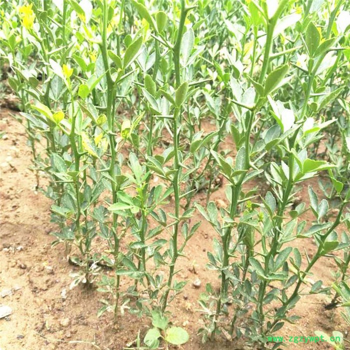 创业中药材 枳壳苗图3