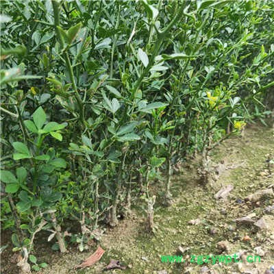 创业中药材 枳壳苗图4