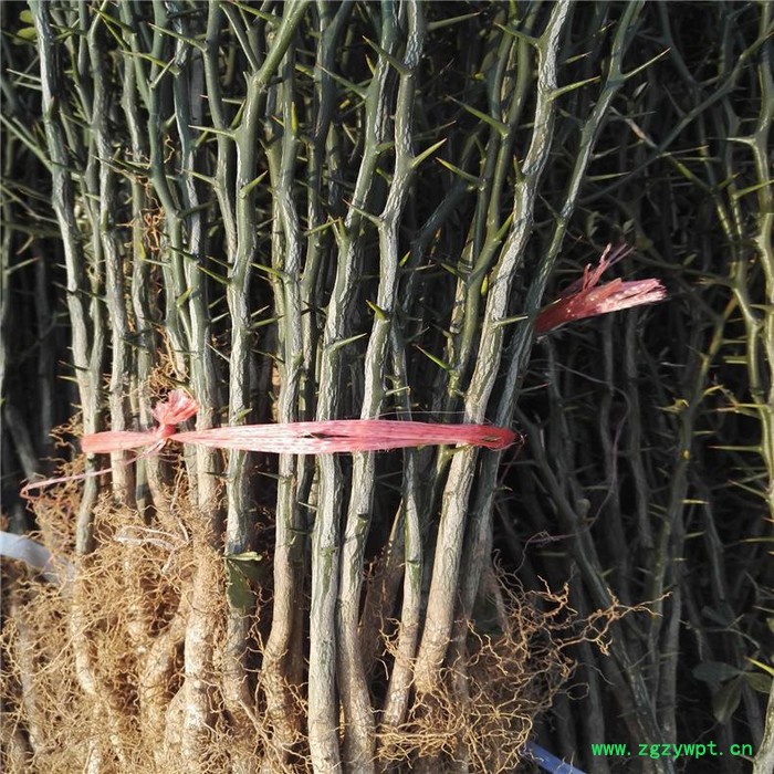 创业中药材 枳壳苗图2