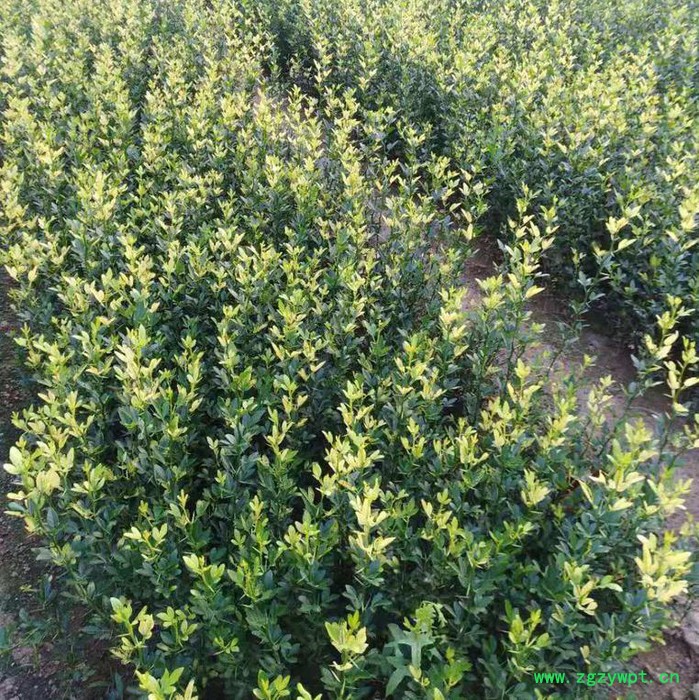 供应**枳壳苗  枳壳苗地道中药材 保湿邮寄图5