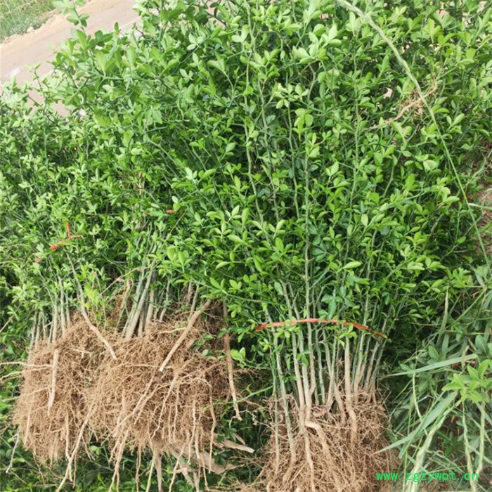 供应**枳壳苗  枳壳苗地道中药材 保湿邮寄图4