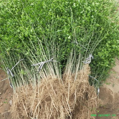 供应**枳壳苗  枳壳苗地道中药材 保湿邮寄