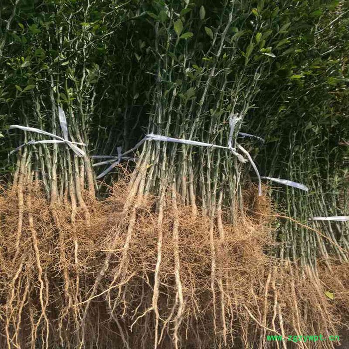 供应**枳壳苗  枳壳苗地道中药材 保湿邮寄图6