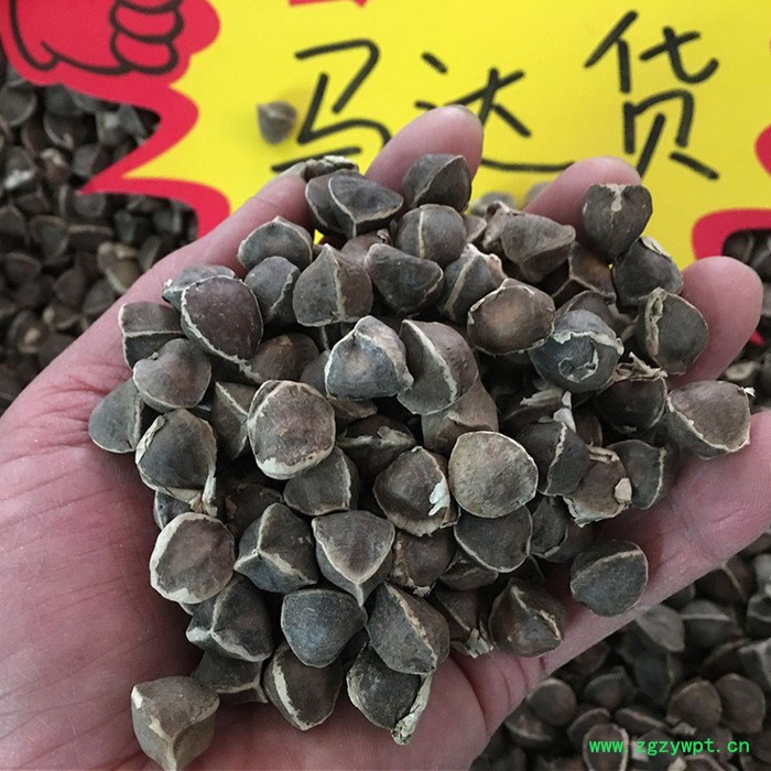 中药材辣木籽中大果散装药材滋补各种辣木籽图2