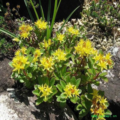 中华景天，别称景天，中药景天，江苏富春园林大量出售供应景天工程苗，价格低 品种优 规格全，欢迎前来采购批发各类园林绿化苗