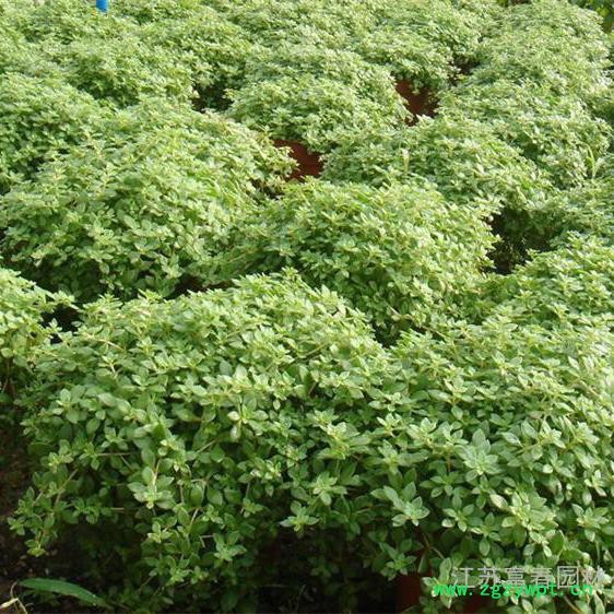 中华景天，别称景天，中药景天，江苏富春园林大量出售供应景天工程苗，价格低 品种优 规格全，欢迎前来采购批发各类园林绿化苗图3