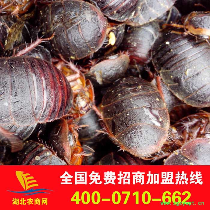 批发中药材 中药饮片 土元 活土元图3