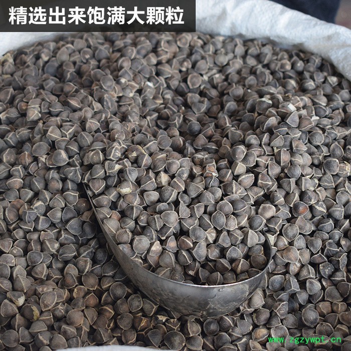 辣木籽多钱散装药材滋补食同源中药材散装图2