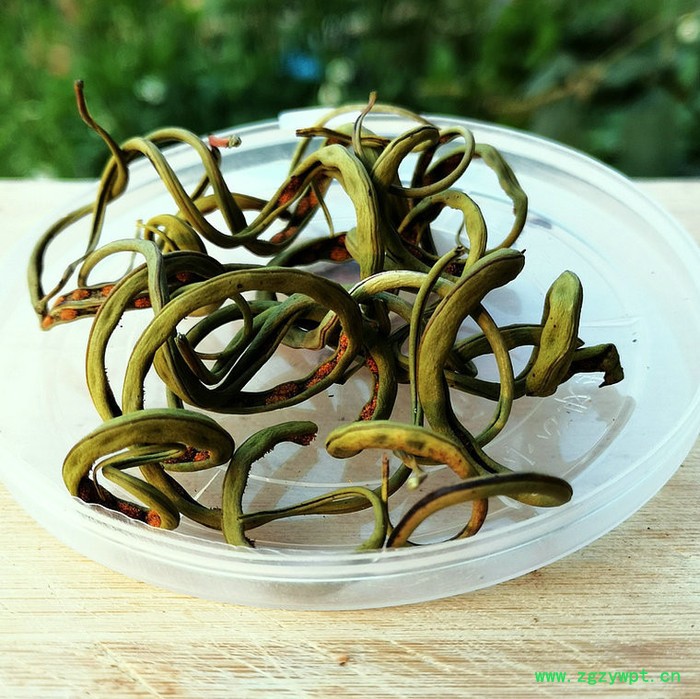 中药肾精草,结石草产地批发,化石草图3