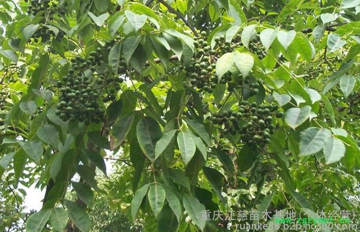 渝逸供应批发多年生黄柏种苗 中药材种苗 品质保障 量大从优欢迎订购188 8385 9949 黄柏苗图3