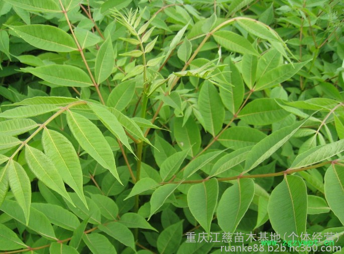 渝逸供应批发多年生黄柏种苗 中药材种苗 品质保障 量大从优欢迎订购188 8385 9949 黄柏苗