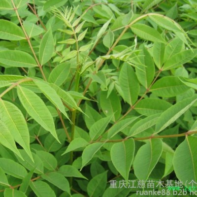 渝逸供应批发多年生黄柏种苗 中药材种苗 品质保障 量大从优欢迎订购188 8385 9949 黄柏苗